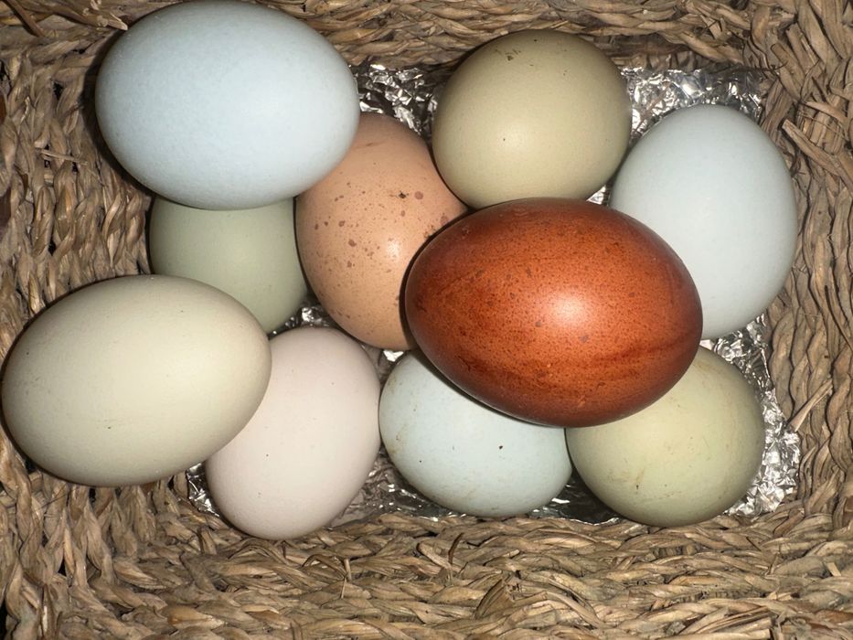 Ovos azuis, verdes, chocolate e  normal caseiros