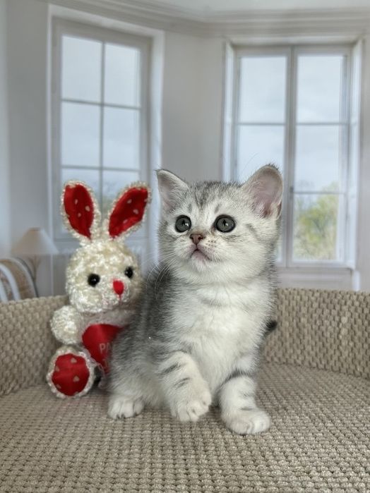 Дівчинка-кошеня блакитний мармур на сріблі