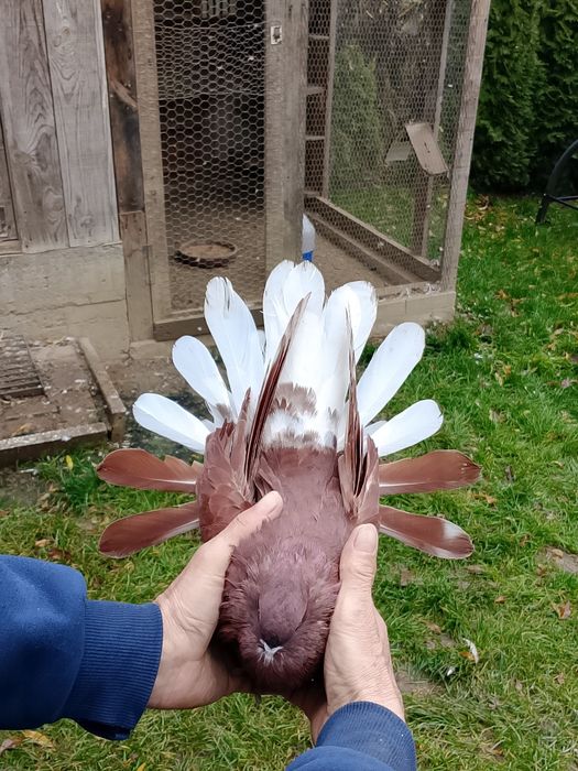 Orliki wiśniowe czerwone