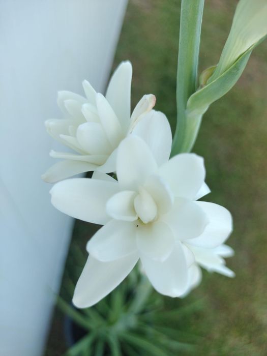 Nardo (Polianthes tuberosa) – Planta Medicinal e Aromática