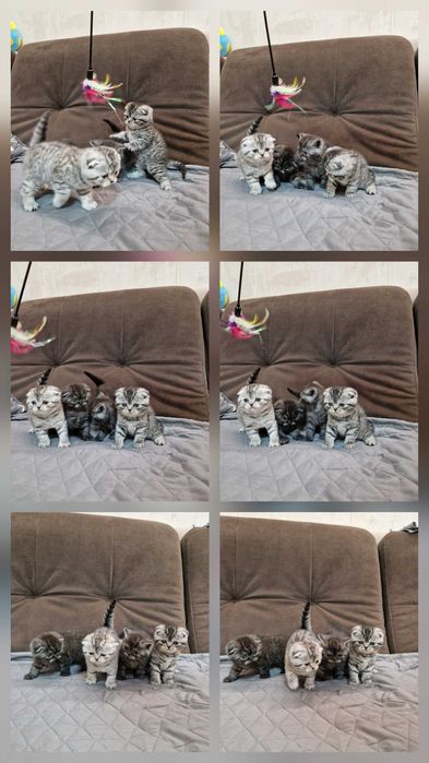 кошенята шотландці