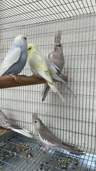 Aves novas de 2026