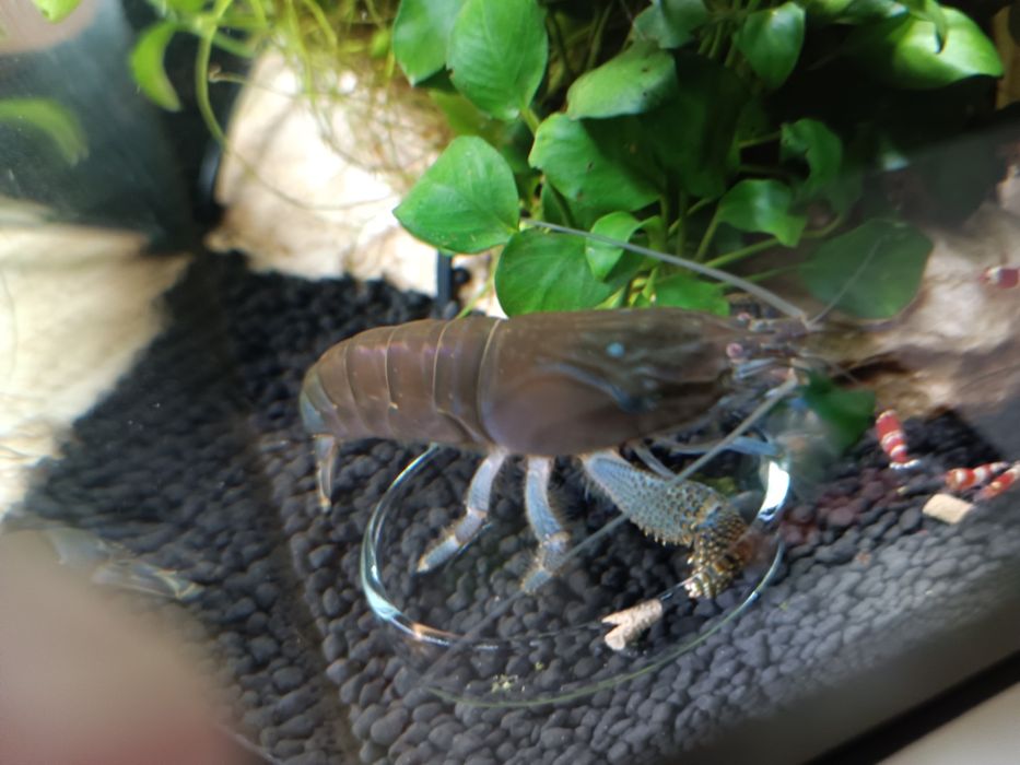 Duża zdrowa atya gabonensis  krewetka gabońska 10cm