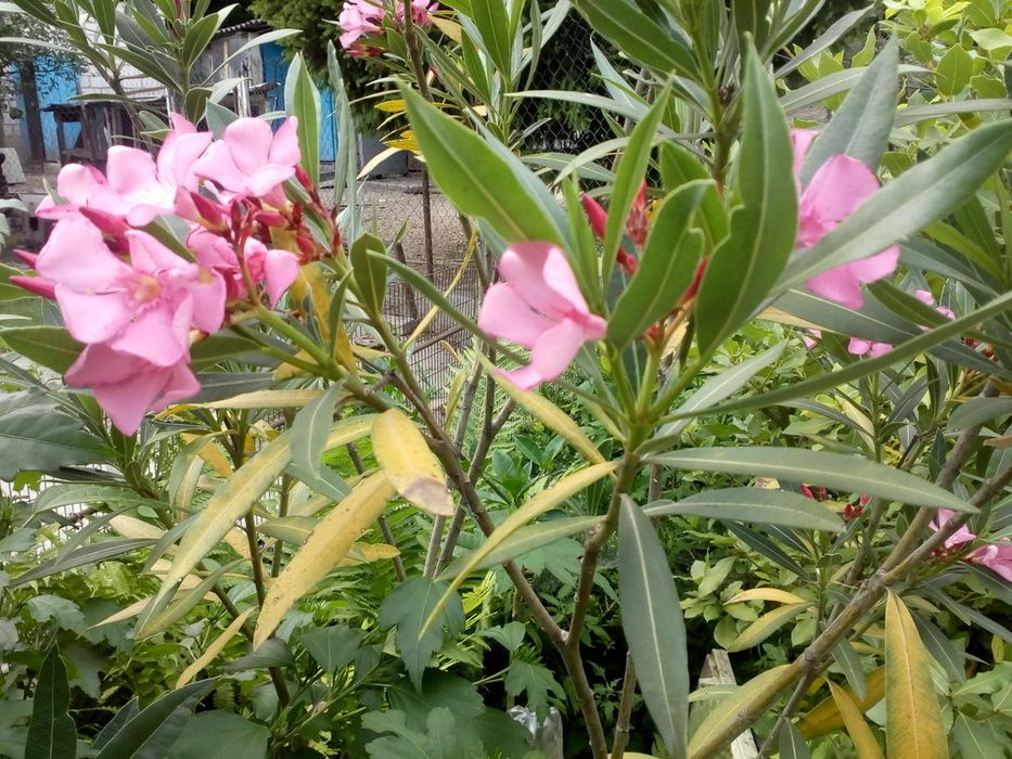 Ореандр (розовый)