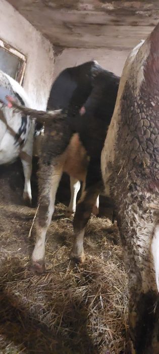 Jałówka cielna Turzynek