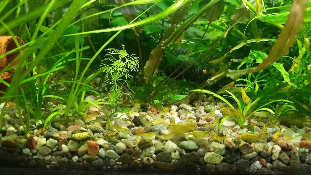 Sprzedam krewetki yellow sakury czysciciela akwarium