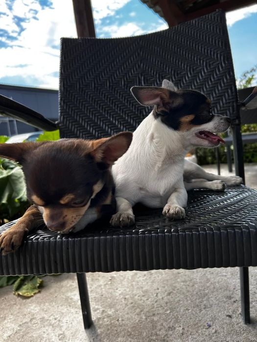 Chichuachua szczeniak