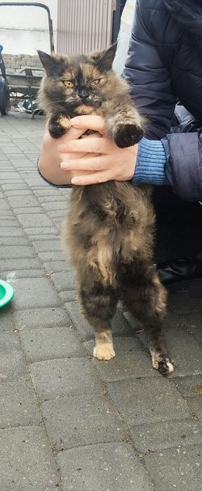 Безкоштовно котуся