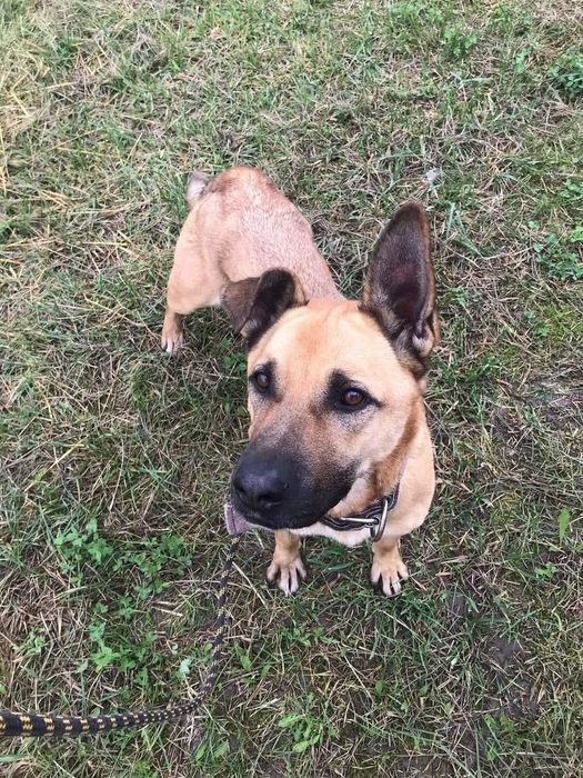 Czaruś poleca się do adopcji