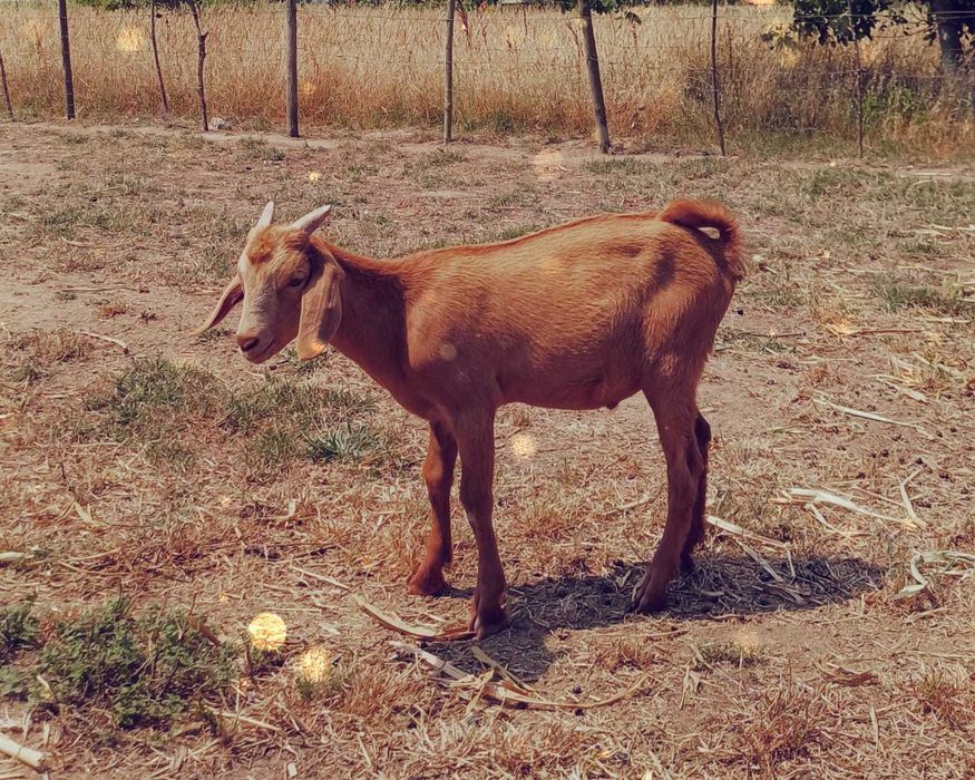 Cabrito cruzado de anglonubiano 8