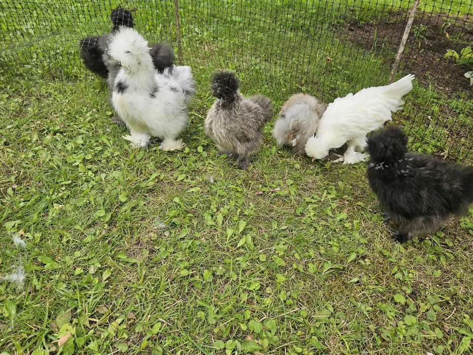 Jajka od domowych kurek