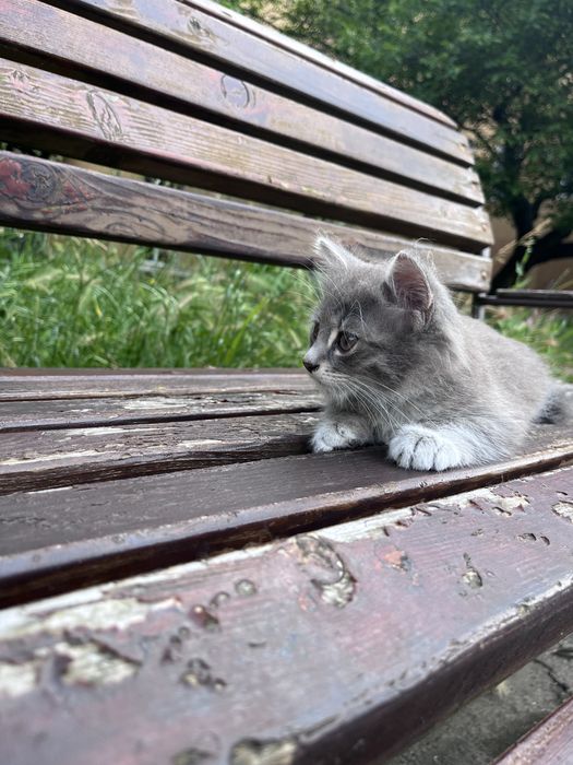 Кошенята безкоштовно