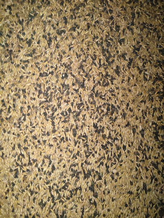 Pszenżyto, owies, wyka