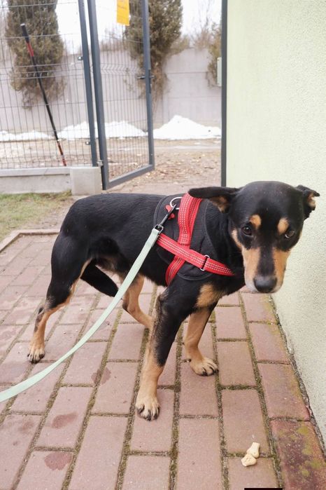 Twix 3 lata cudowny piesek