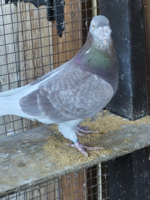 Gołebie  Staropolskie