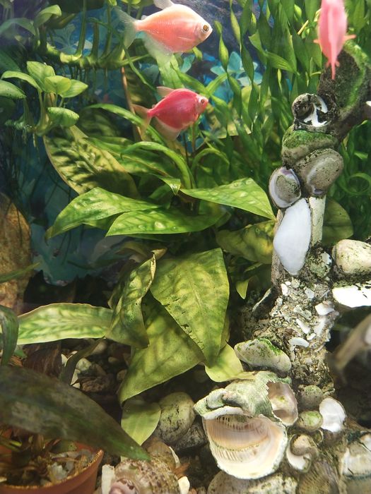 Водоросли для аквариума разные