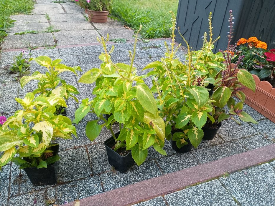Koleus 1 sztuka sadzonki  ( pokrzywka ) sadzonki w doniczce . Coleus pokrzywka brazylijska
