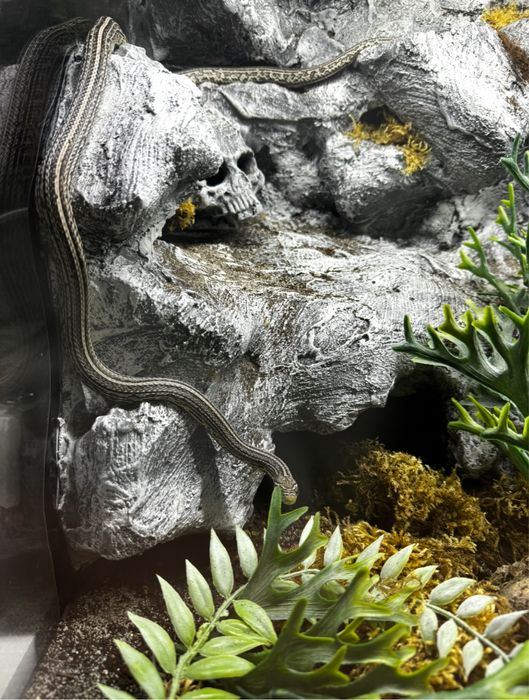 Wąż zbozowy samica