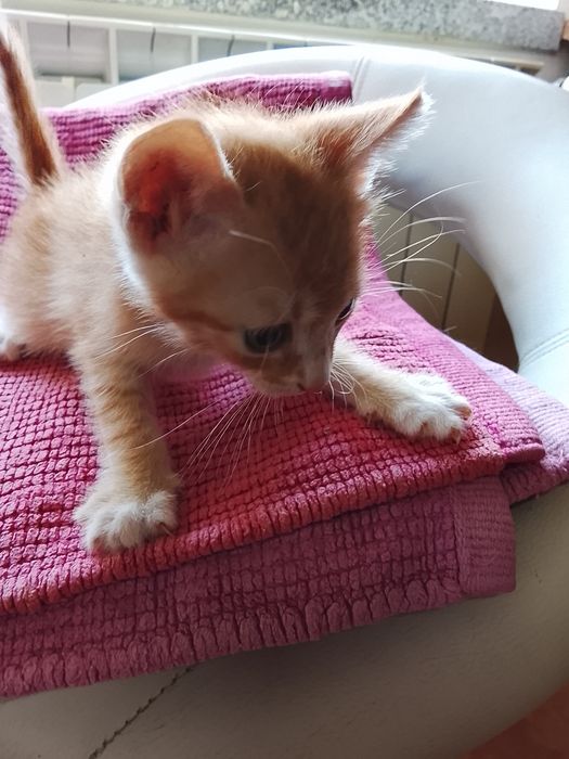 Gatinhos para adoção  ,dois machos e uma fêmea