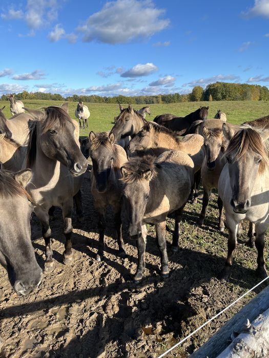 Konik polski klaczki ogierki