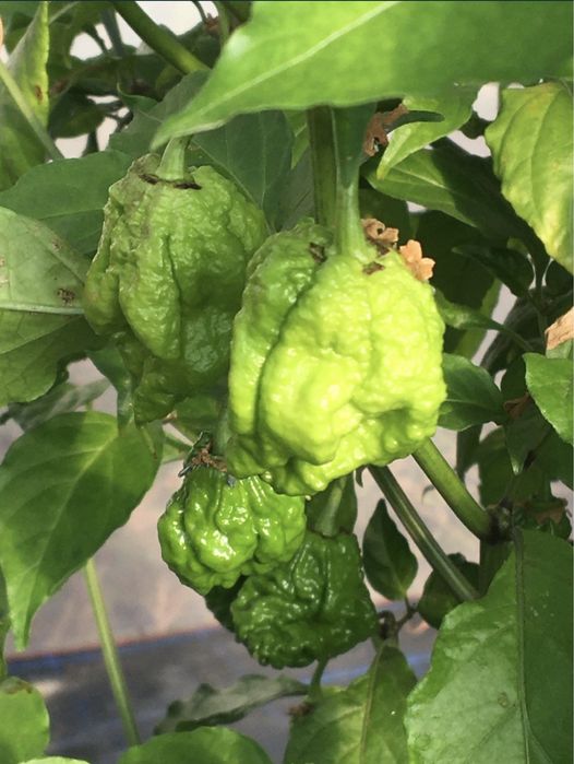 Malguetas carolina reaper