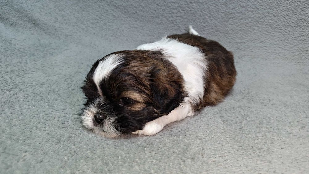Szczeniaczek shih tzu