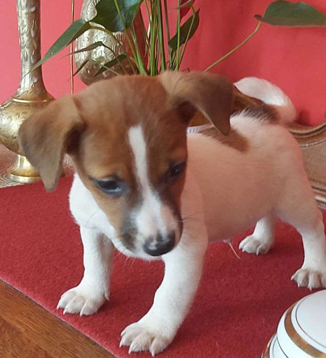 Jack Russel Terrier pisek bicolor