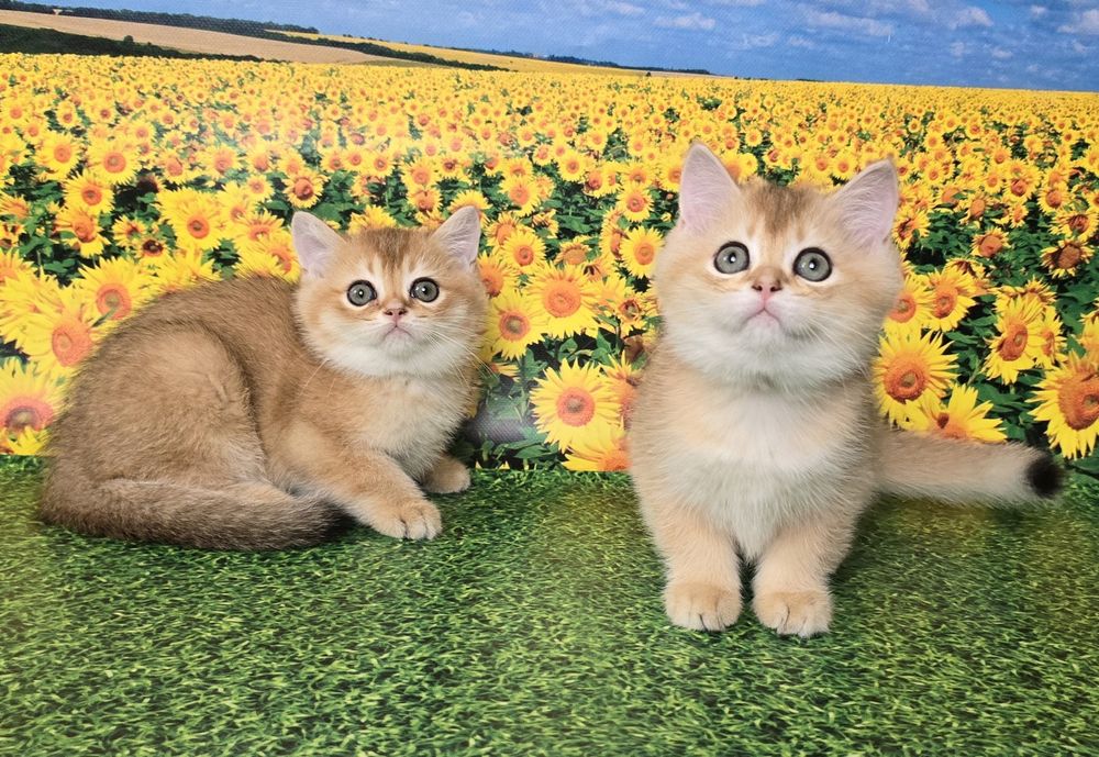 Сладкая парочка- золотые котята