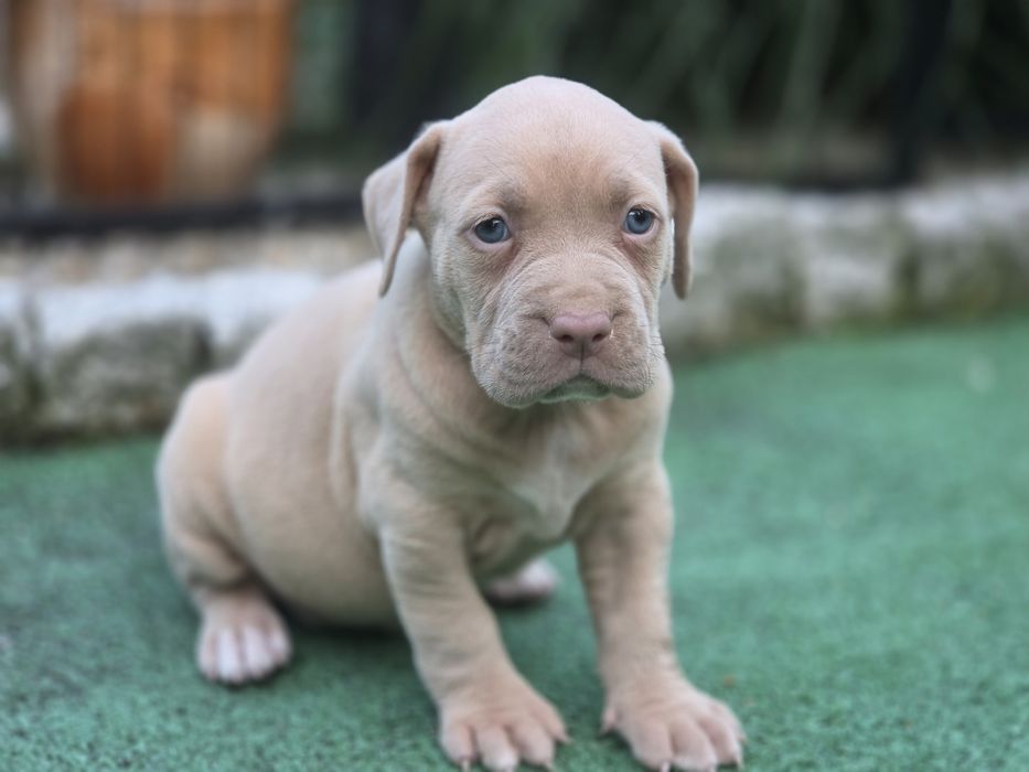 Suczka american bully  xl  z metryką