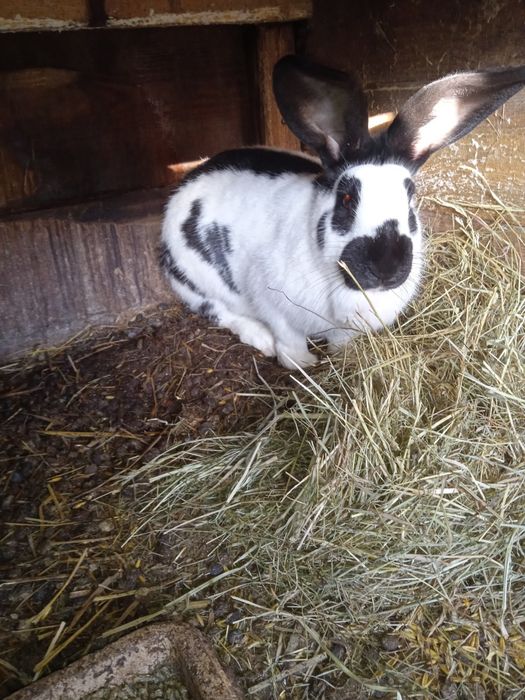 Srokacz niemiecki samica