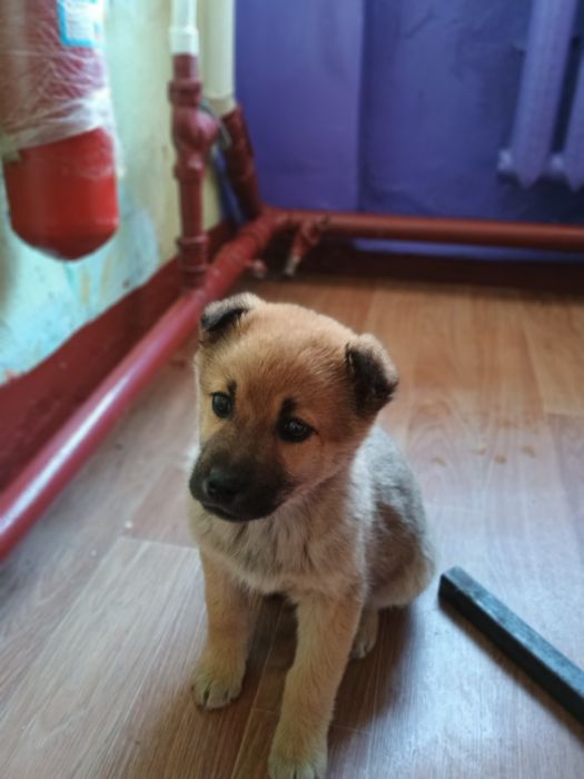 дівчинка безкоштовно