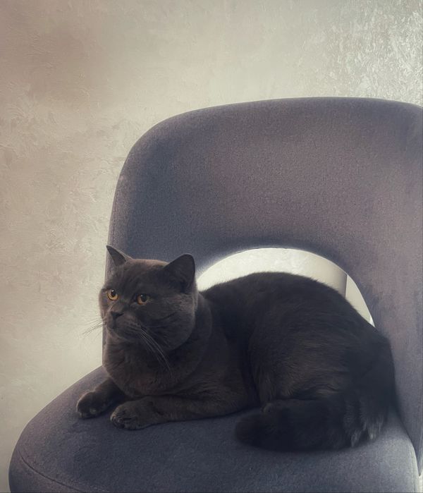 Вʼязка шотландський кіт