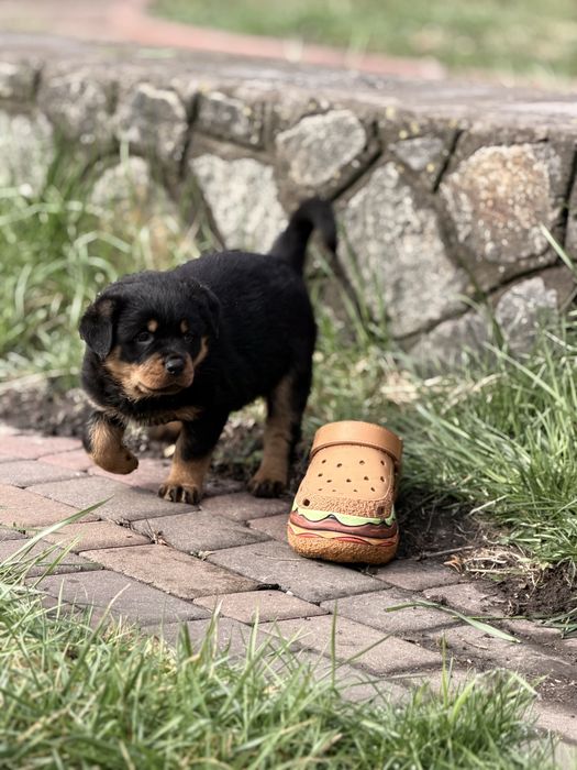 Девочка 1,5 мес