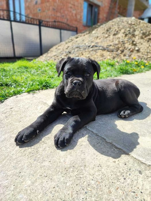 Продається Кане Корсо