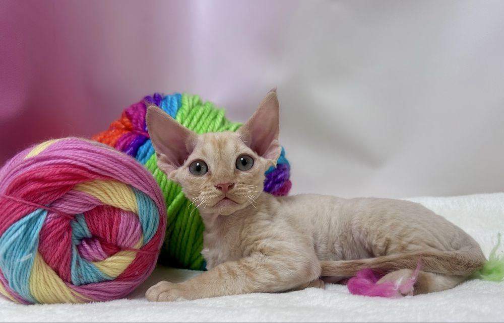 Słodki rudy kocurek devon rex, kot devon rex, FPL, FIFE