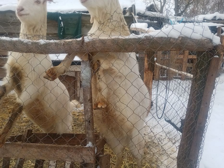 Продам козла на М'ЯСО жива вага 30кг