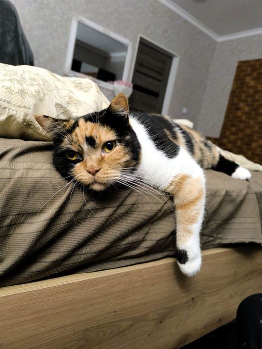 Скотіш страйт, шотландська прямовуха кішка