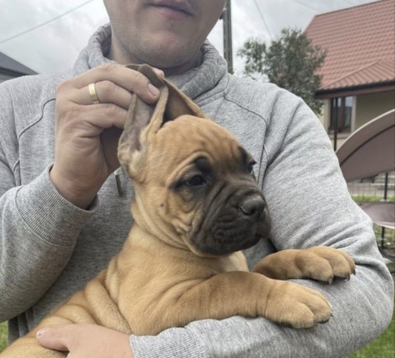 Cane Corso mocny pies