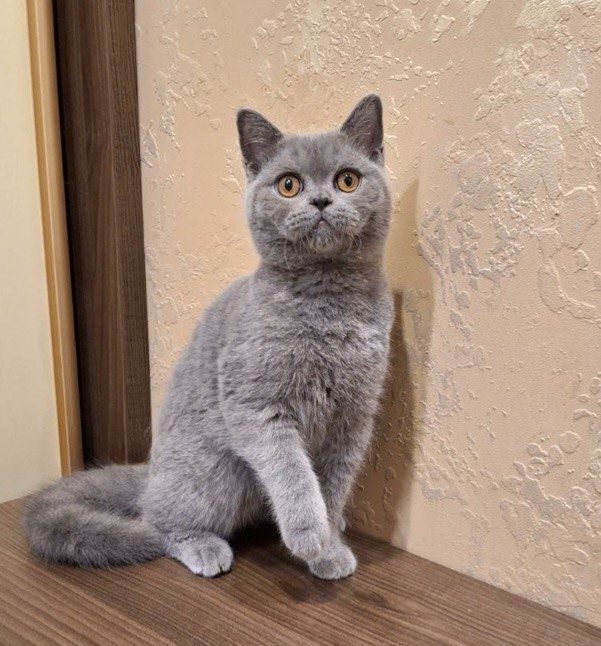 Британські котики