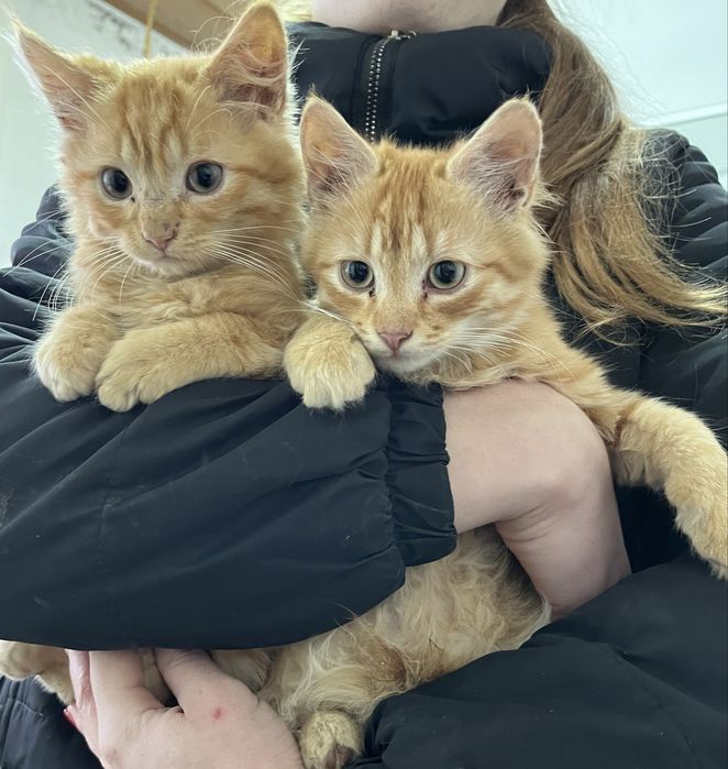 Безкоштовно ! Дівчатка та хлопчики котики .