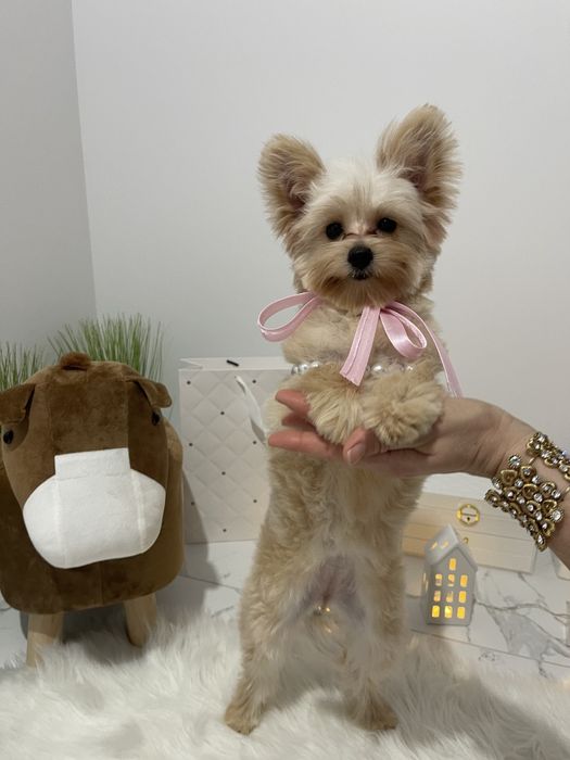 Помапу — Гарантовано закохаєтесь з першого погляду