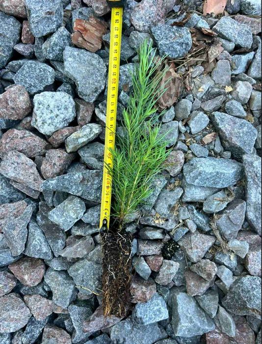 Саджанці Модрини, Ялини, Сосни, Ялиці