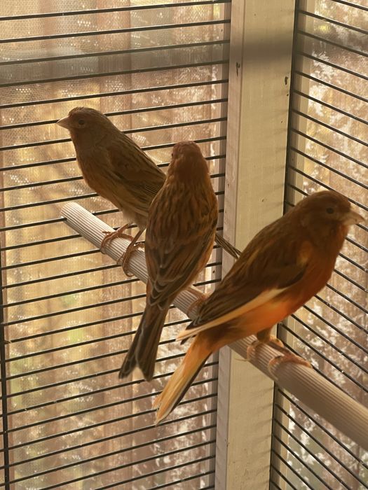 Канарейки самці і самки