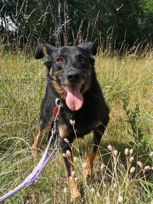 Tango - młody, wystraszony, niewidzialny - schronisko