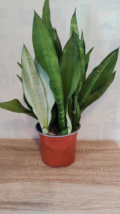 Сансевієрія Муншайн