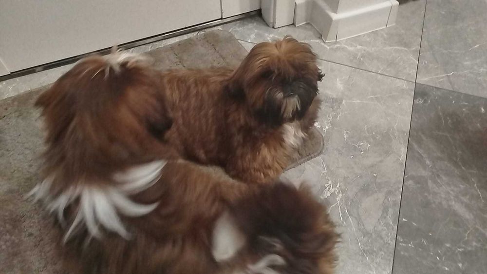 4miesięczny piesek rodowód Zhpr wyprawka