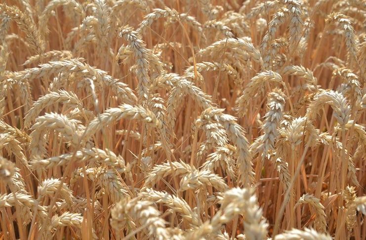Sprzedam pszenice, pszenzyto, owies i jęczmień