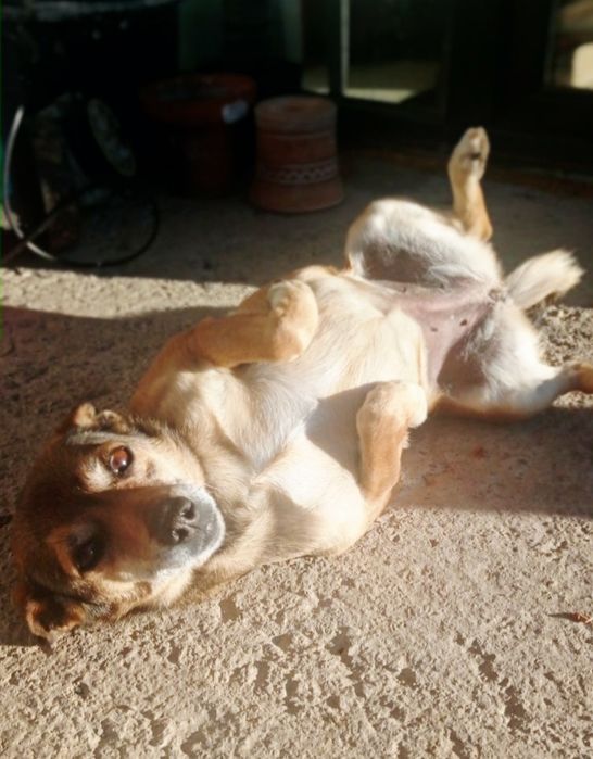 Невеличка собачка Боня шукає люблячих господарів!