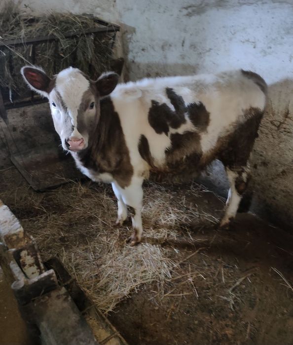 Продам теличку!!!