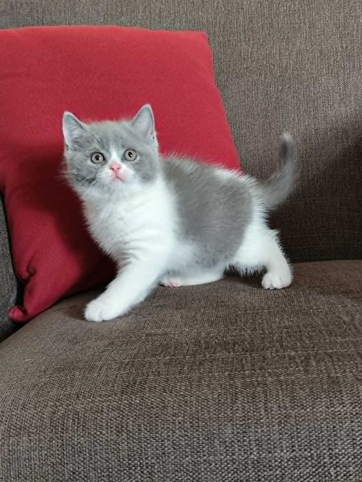 Gatinho british azul e branco